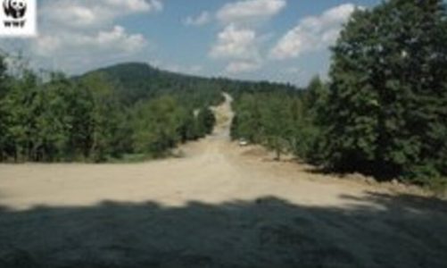 Leśne „autostrady” niszczą Puszczę Karpacką