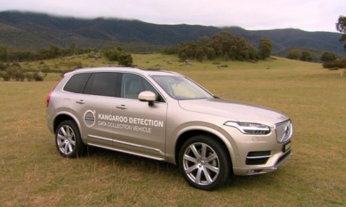 Volvo testuje w Australii system zapobiegający kolizjom z kangurami