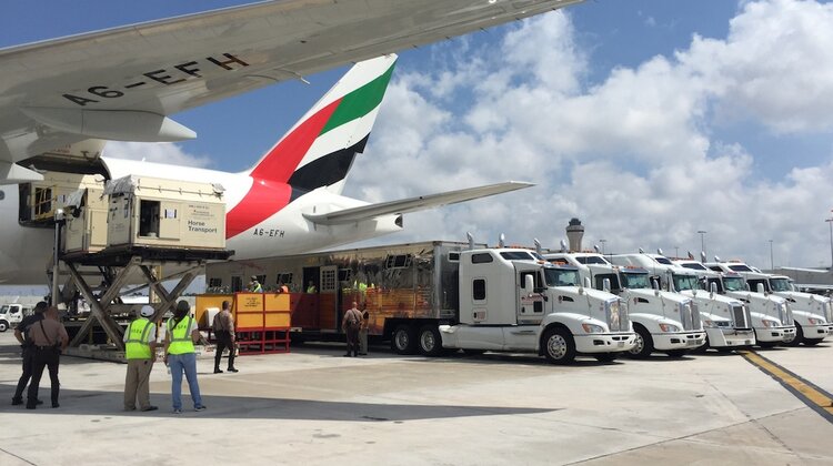 Emirates SkyCargo przewiozły blisko 100 koni przez trzy kontynenty sport, zainteresowania/hobby - 