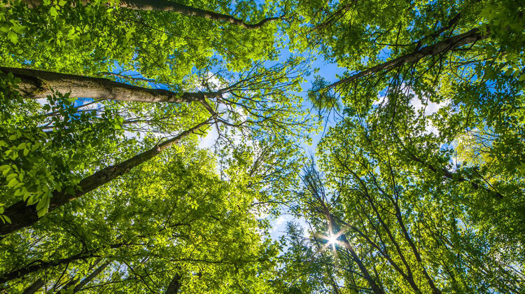 Koło ratunkowe dla neutralności klimatycznej w Polsce – jeszcze nie jest za późno budownictwo/nieruchomości, środowisko naturalne/ekologia - Uniknięcie